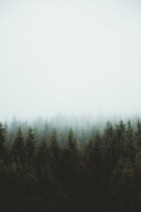 photo of pine trees. Non-identifying stock photograph.