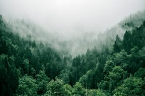 aerial photo of green trees. Non-identifying stock photograph.
