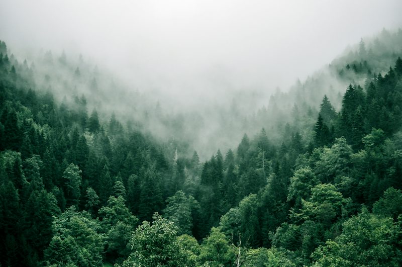 aerial photo of green trees. Non-identifying stock photograph.