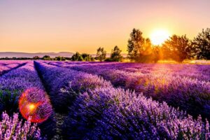 lavender field. Non-identifying stock photograph.