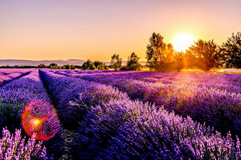 lavender field. Non-identifying stock photograph.