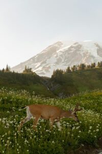 A deer walks through wildflowers near a snowy mountain. Non-identifying stock photograph.