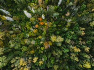 Aerial view of a dense forest with autumn foliage. Non-identifying stock photograph.