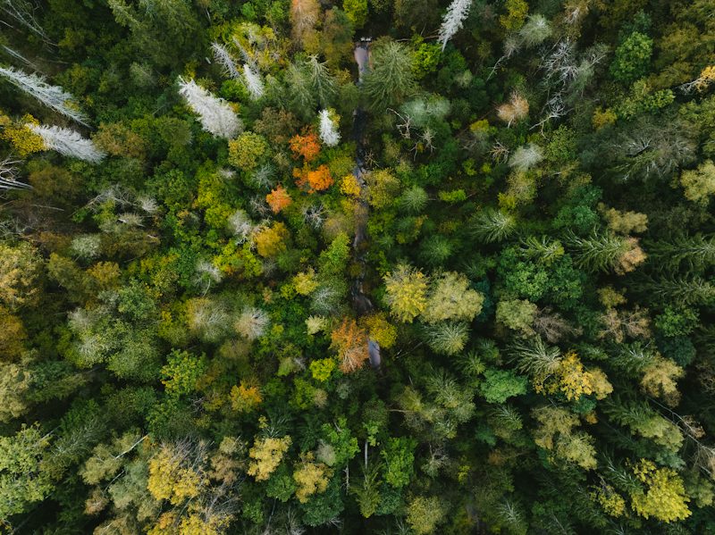 Aerial view of a dense forest with autumn foliage. Non-identifying stock photograph.