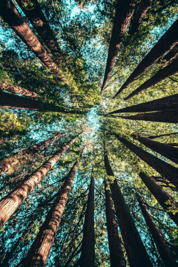 low angle photography of trees at daytime. Non-identifying stock photograph.