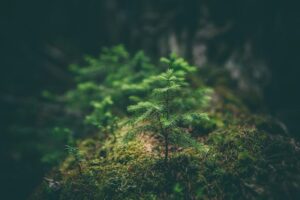 selective photography of green leaf plant. Non-identifying stock photograph.