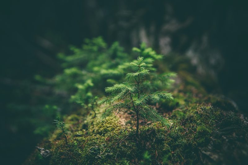 selective photography of green leaf plant. Non-identifying stock photograph.