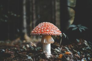 red and white mushroom. Non-identifying stock photograph.