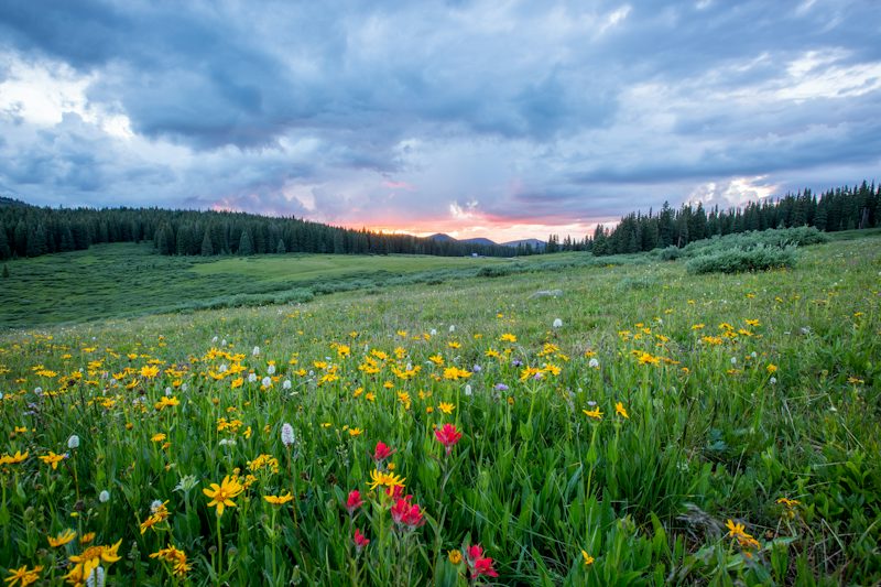 aerial photography of flowers at daytime. Non-identifying stock photograph.