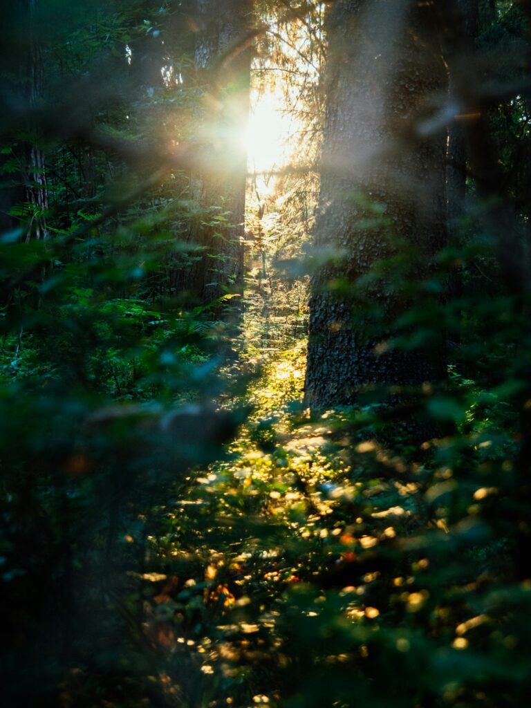 Sunlight shining through leafy trees in a forest